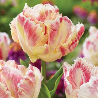 Blushing Parrot Tulip Thumbnail